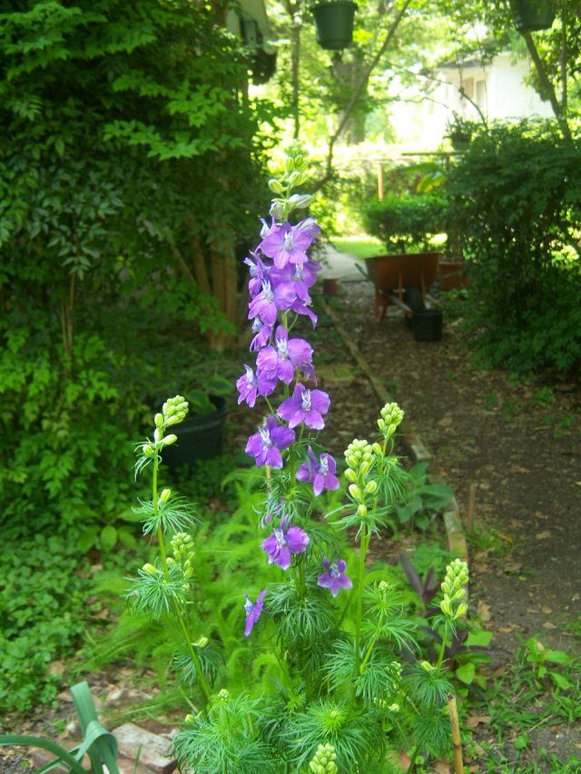 Consolida ambigua, Giant Larkspur, behind the den of the mansion in Mississippi on 4-15-12, #86-53.
