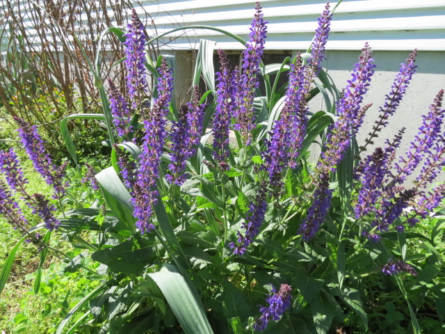 Lavender Plants Sale - Illinois  Lavender & Honey Creek Farm, Ltd.